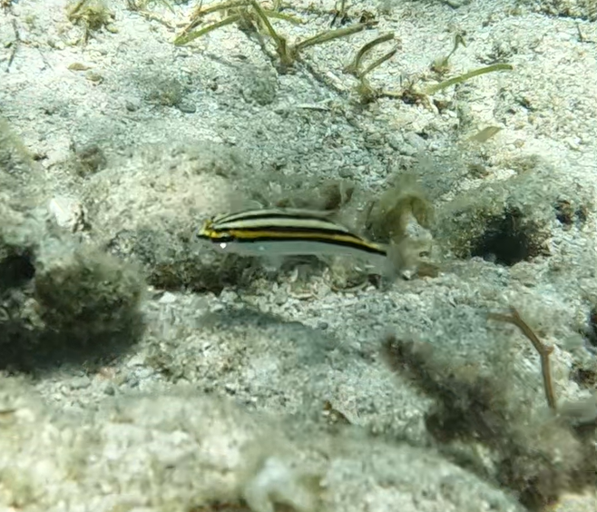 Lined Monocle-bream (Scolopsis lineatus)