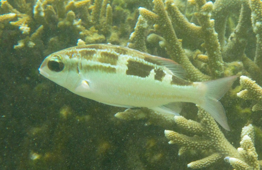 Lined Monocle Bream