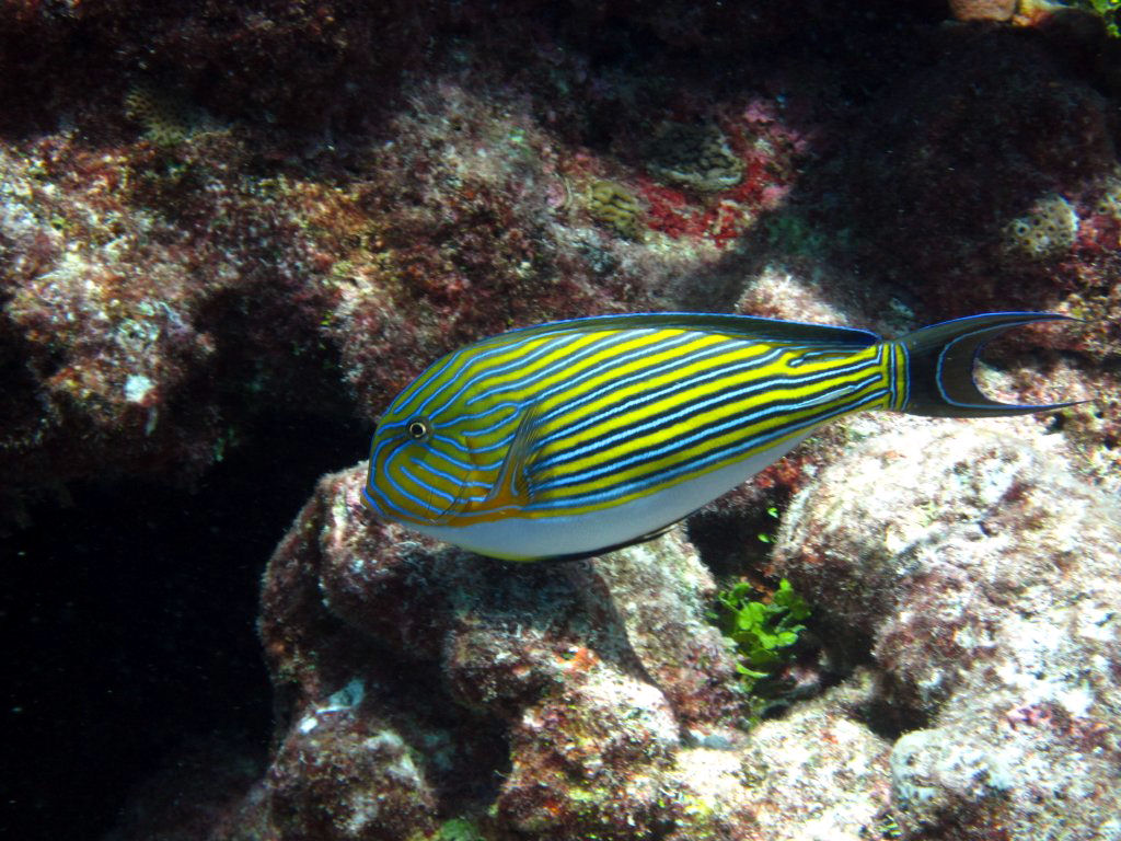Lined (or Striped) Surgeonfish