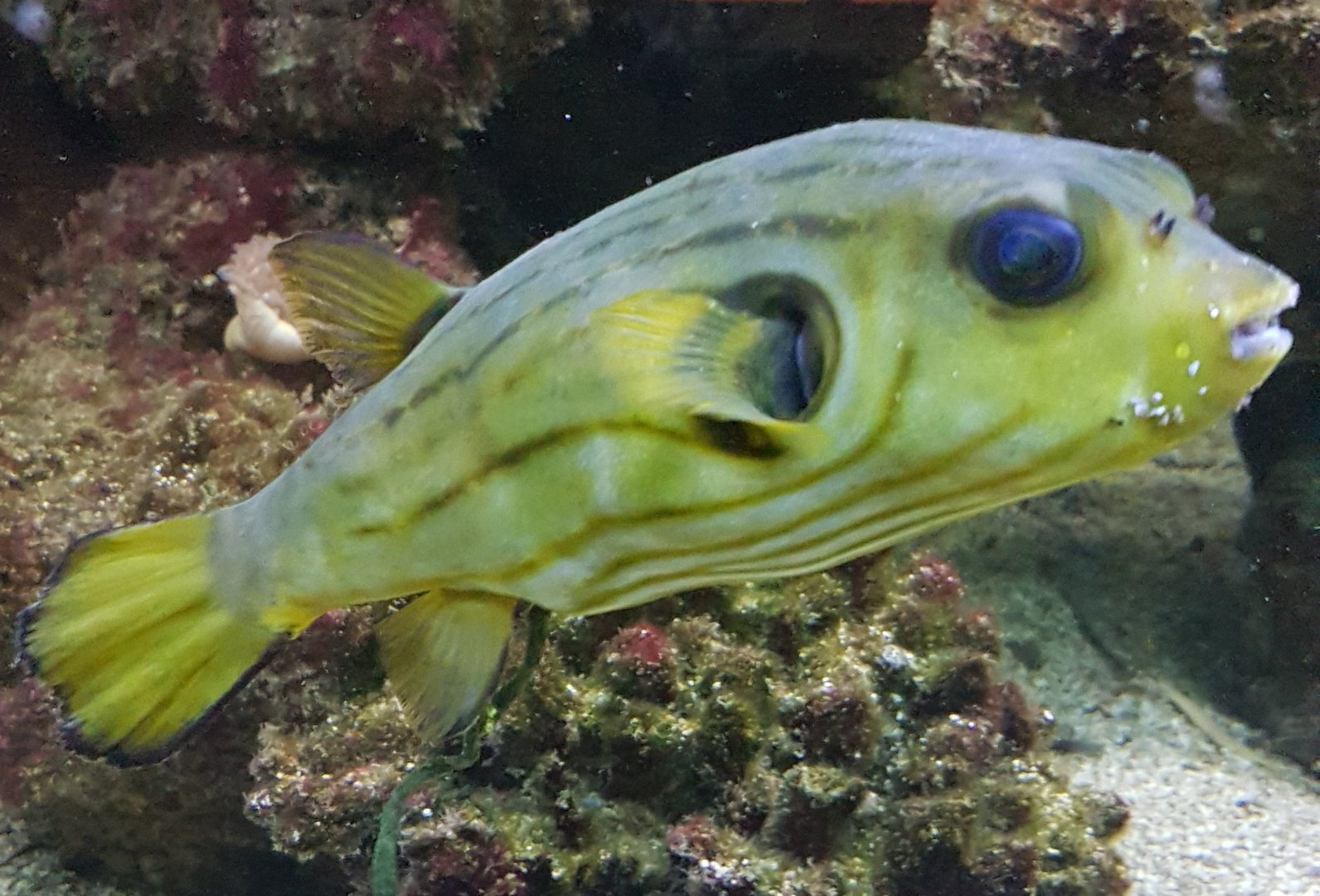 Lined puffer