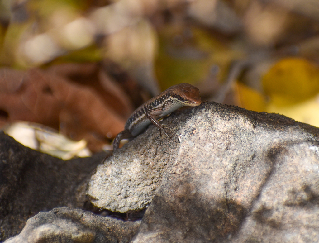 Lined Rainbow Skink, Carlia jarnoldae