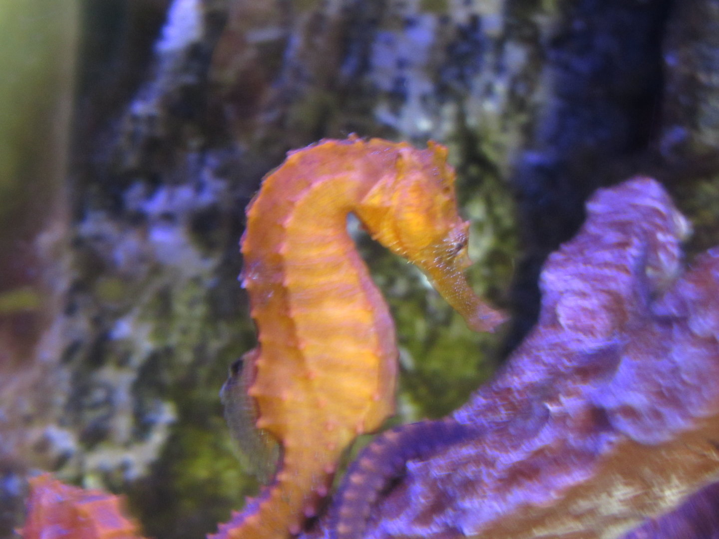 Lined Seahorse at Jenkinson's Aquarium