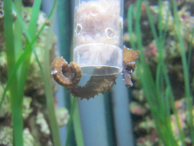 Lined Seahorse August 2014.