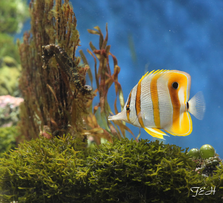 lined seahorse, copperband butterfly
