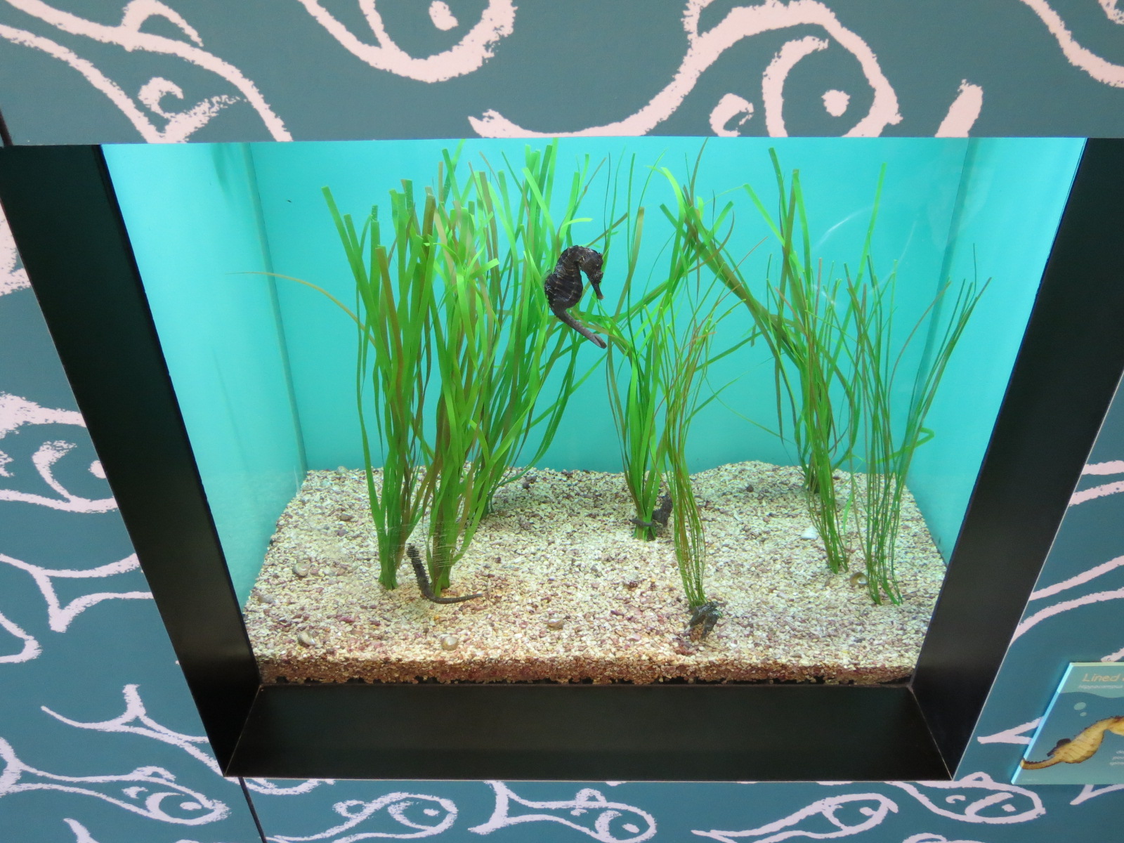 Lined Seahorse Exhibit