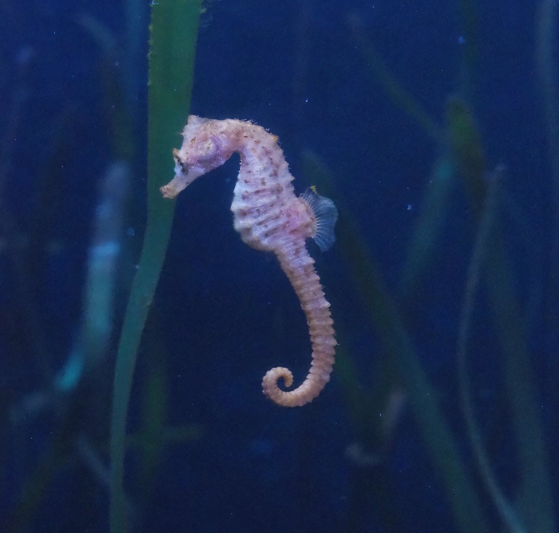 Lined Seahorse (Hippocampus erectus), 2023-10-13