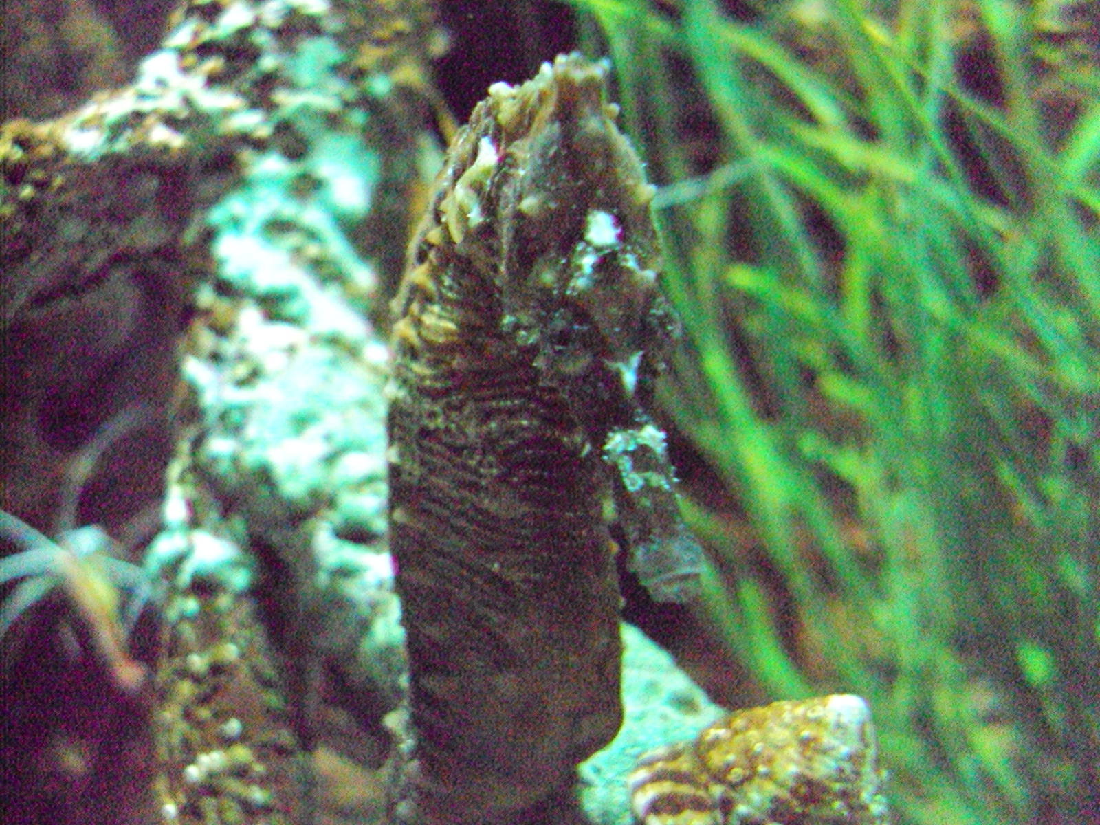 Lined Seahorse (Hippocampus erectus)