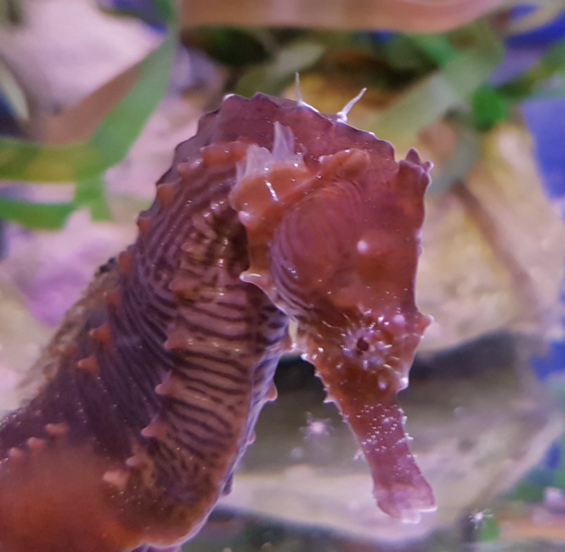 Lined seahorse - Hippocampus erectus