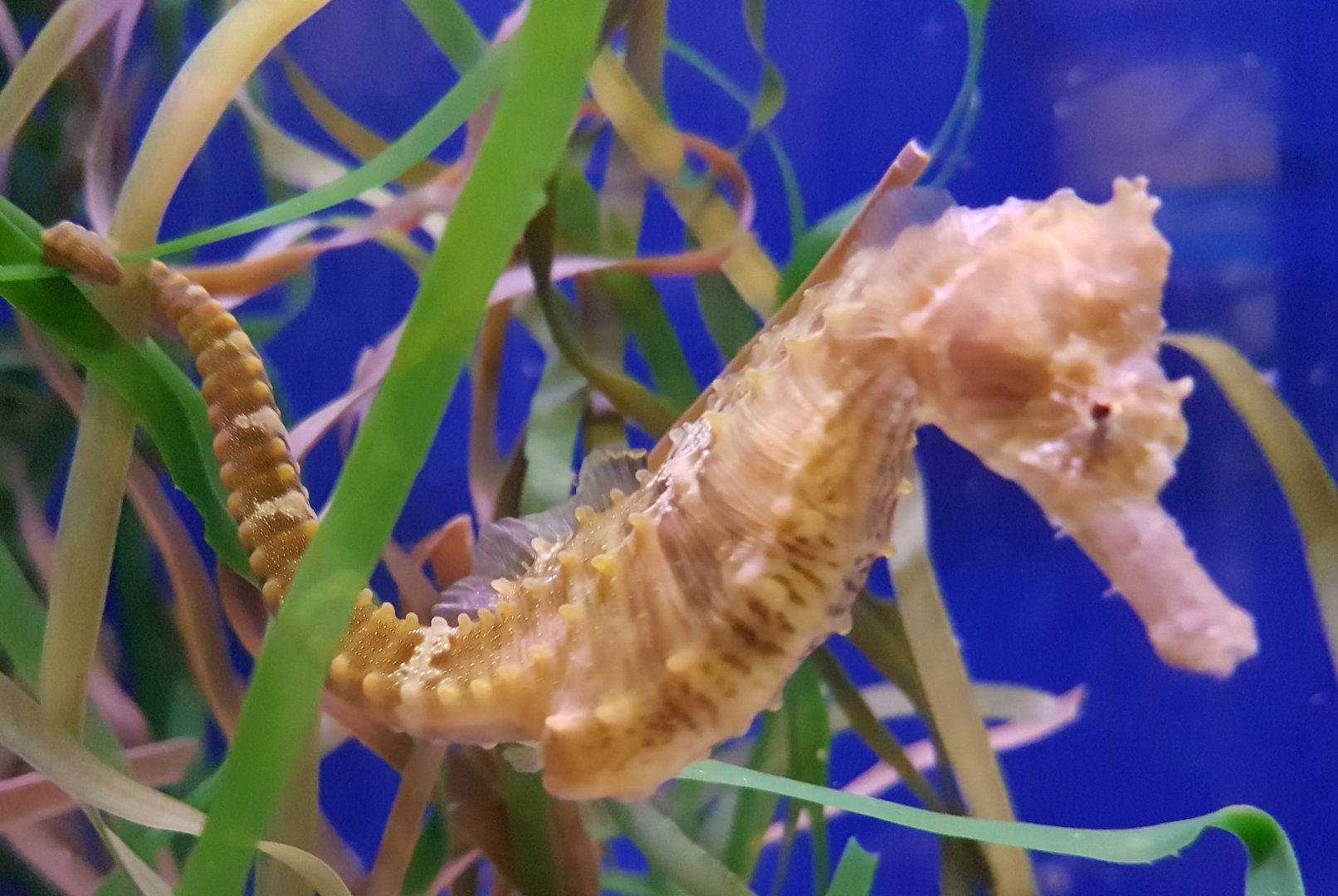 Lined seahorse - Hippocampus erectus