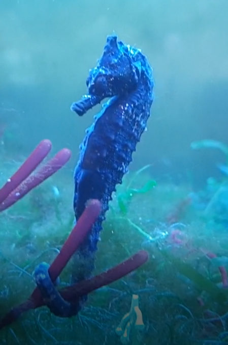 Lined Seahorse - Hippocampus erectus