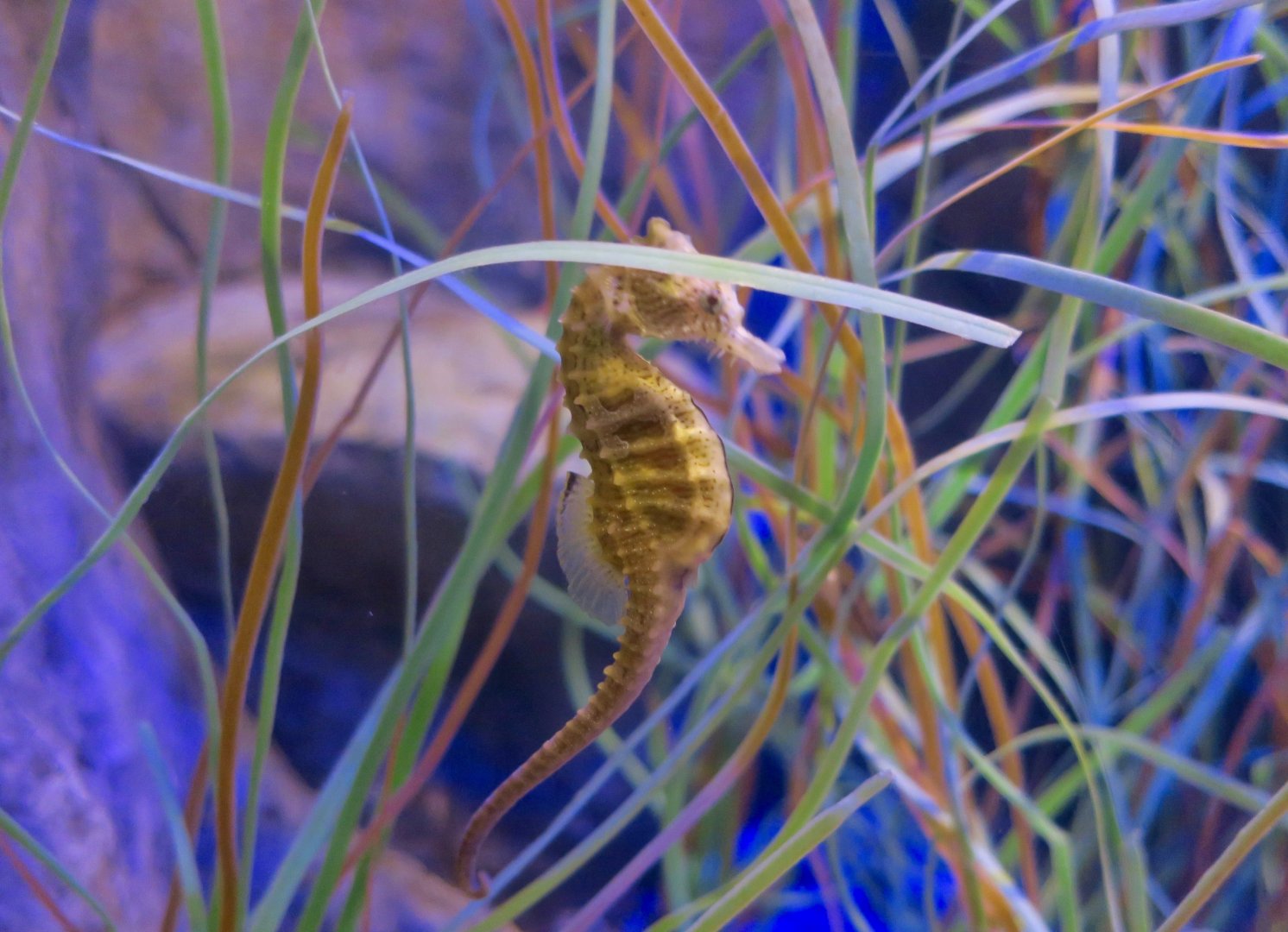Lined Seahorse (Hippocampus erectus)