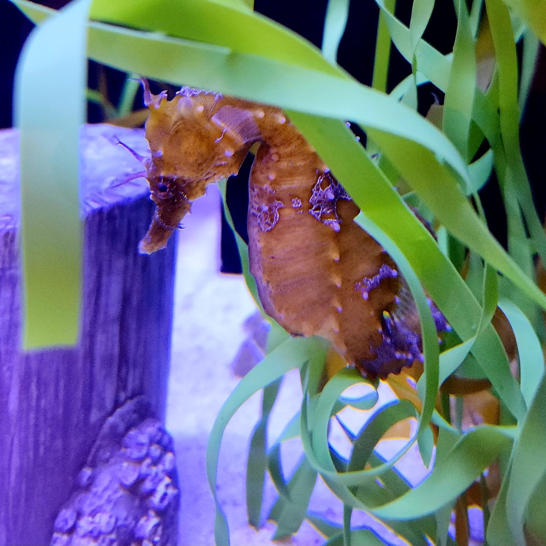Lined Seahorse (Hippocampus erectus)