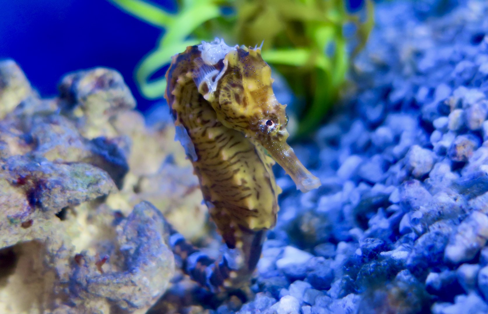 Lined Seahorse (Hippocampus erectus)