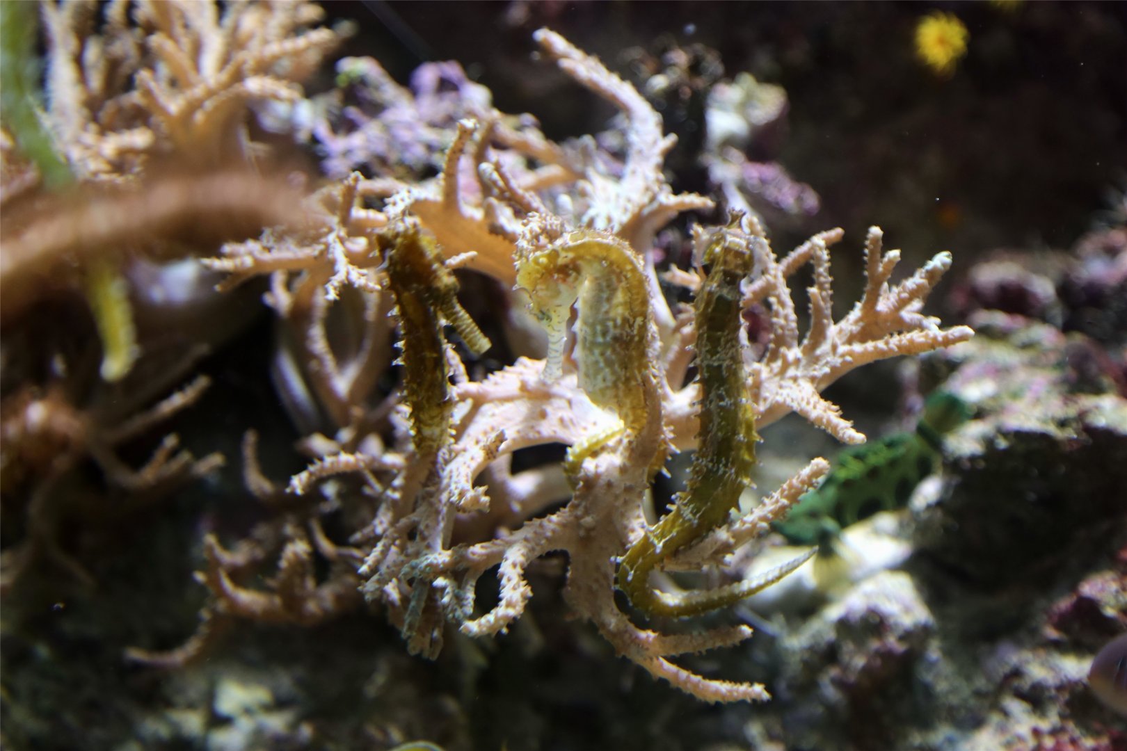 Lined Seahorse, January 2017