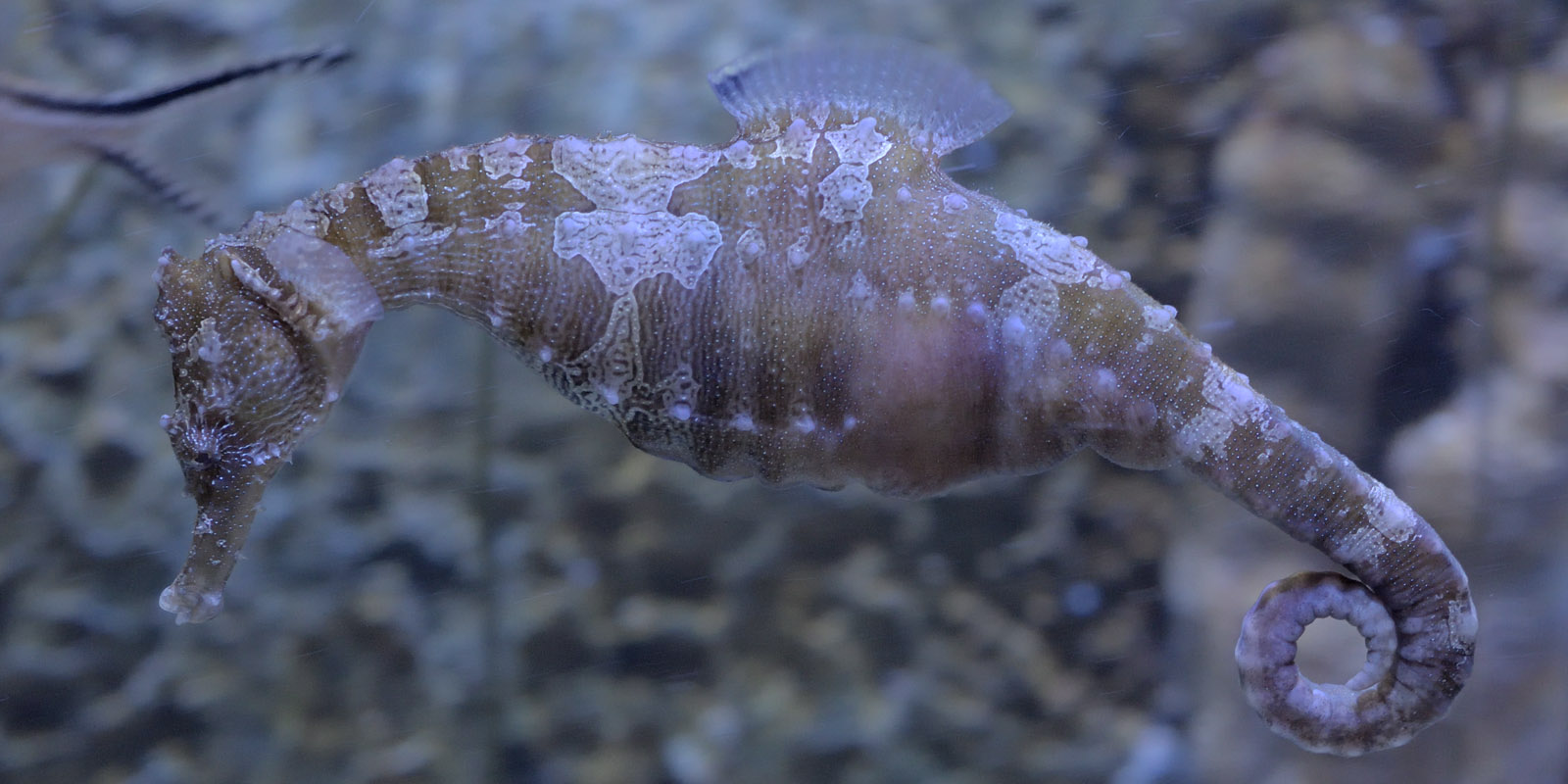 Lined seahorse racing