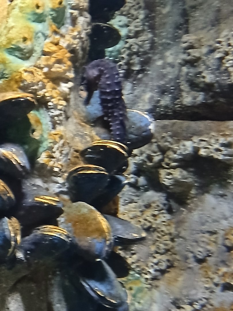 Lined Seahorse - Seen Jan 29 2025