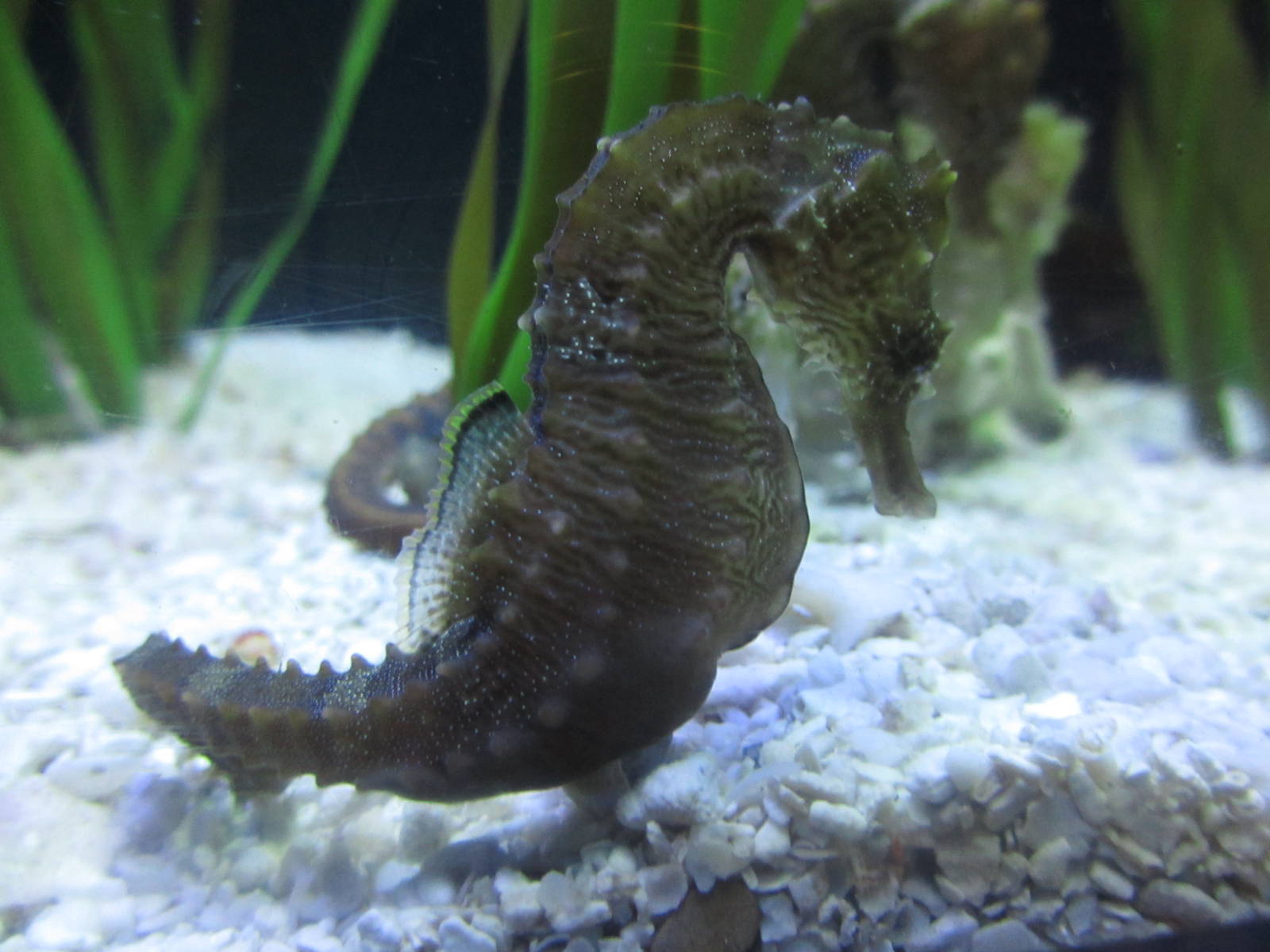 Lined Seahorse