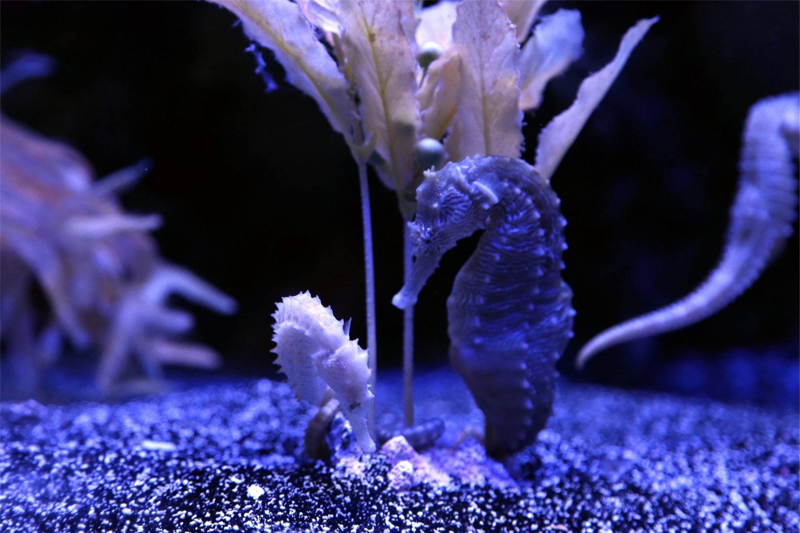 Lined Seahorse