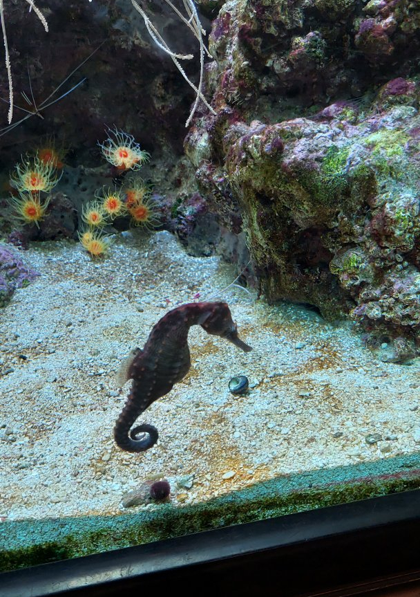 Lined Seahorse