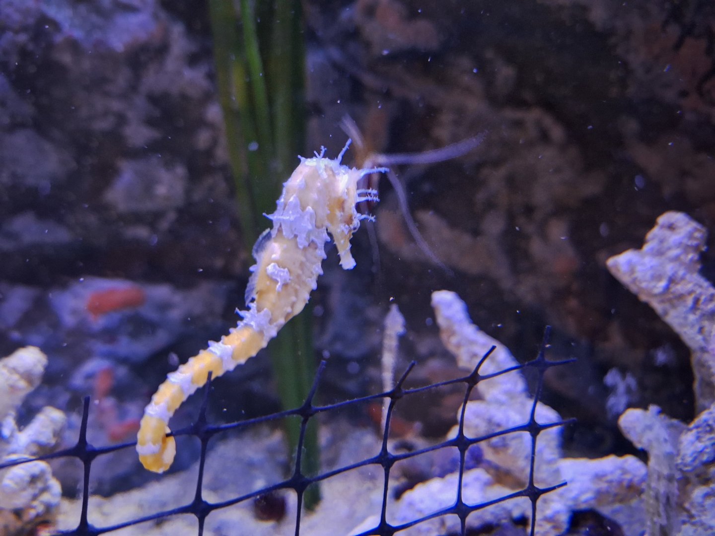 Lined Seahorse
