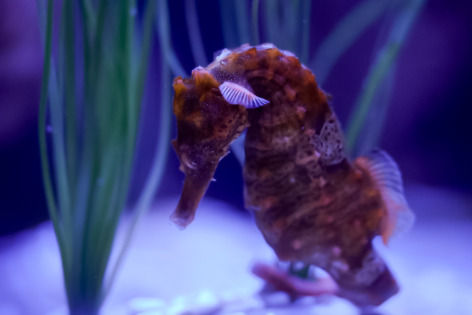 Lined Seahorse