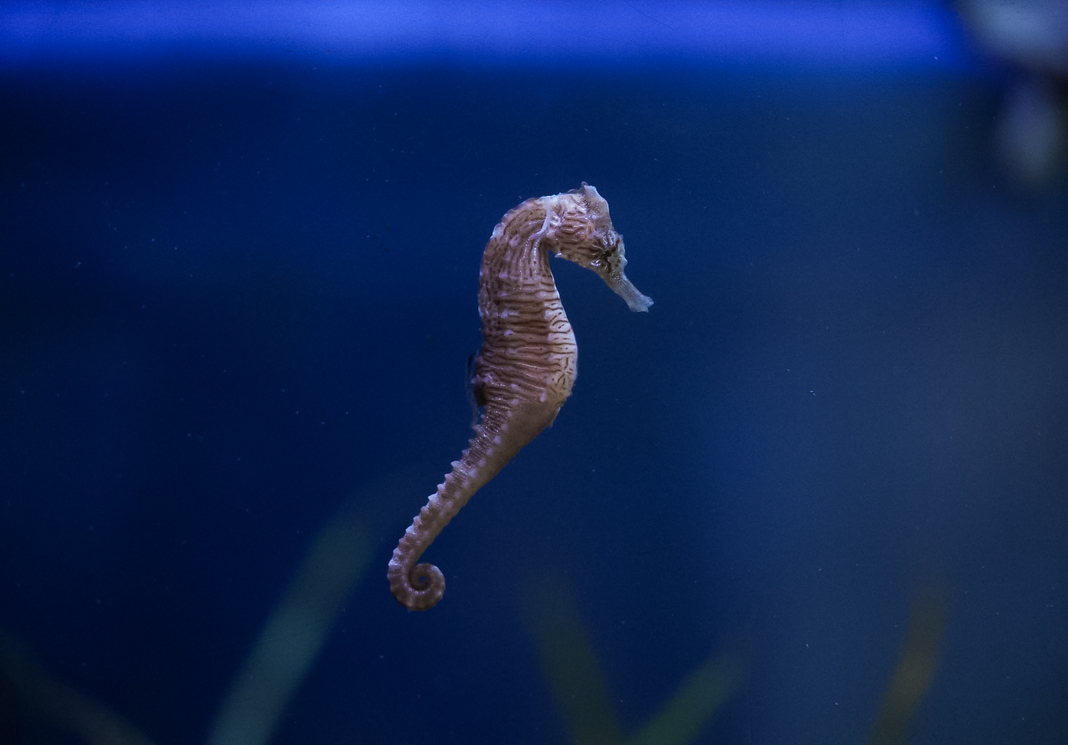 Lined Seahorse
