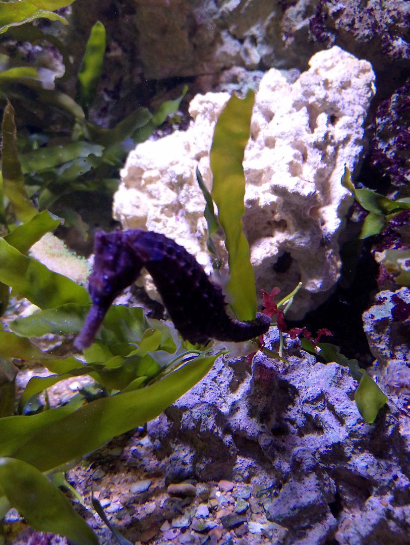 Lined seahorse