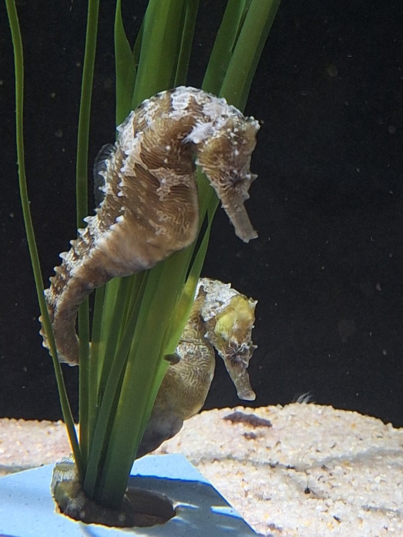 Lined Seahorse