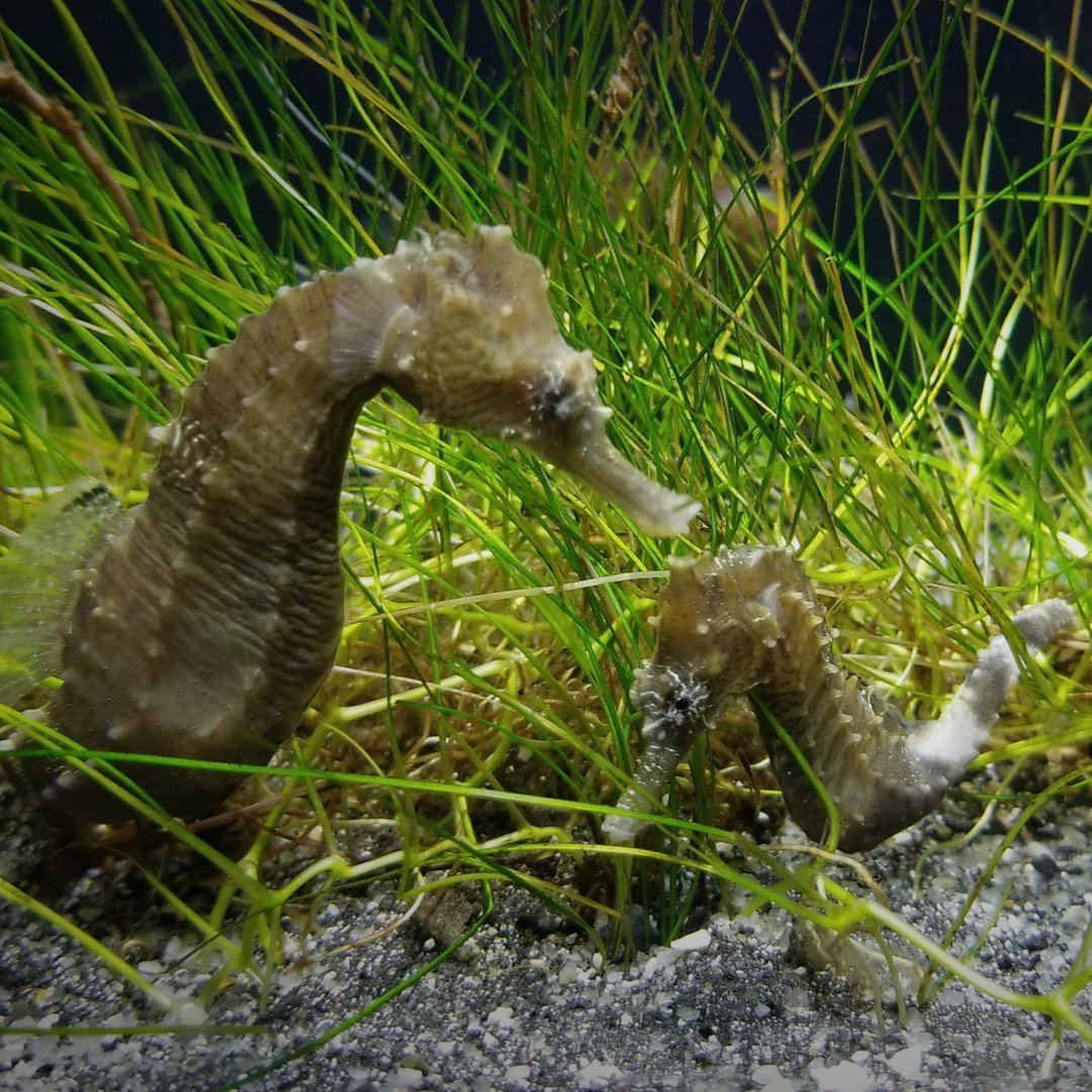 Lined Seahorses (Hippocampus erectus)