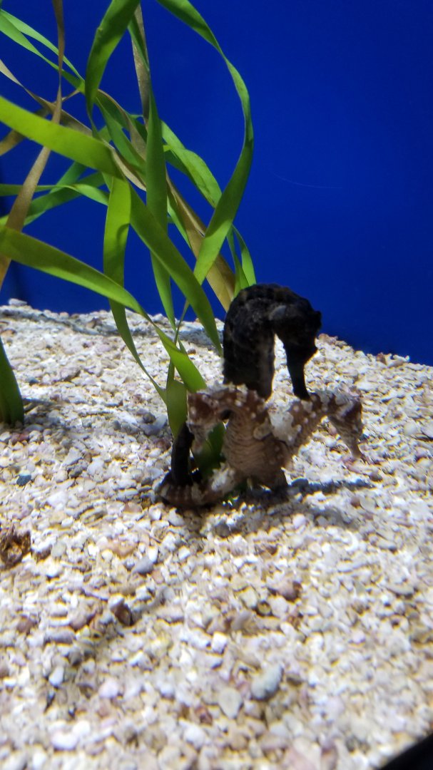 Lined seahorses, Longsnout seahorse