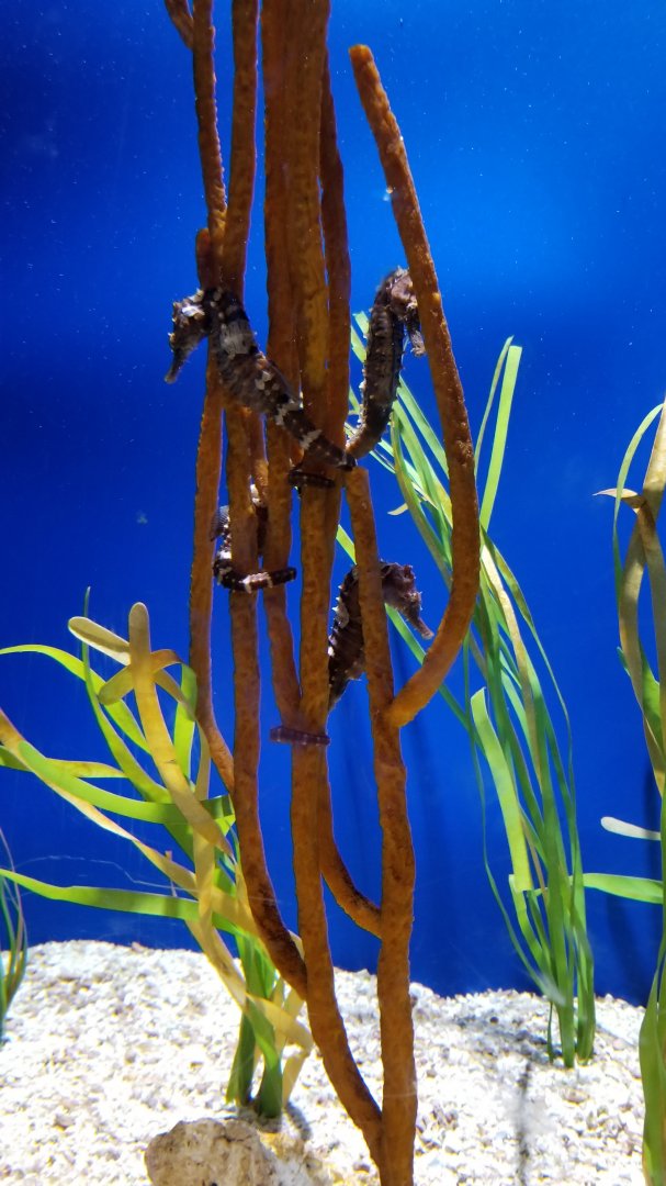 Lined seahorses
