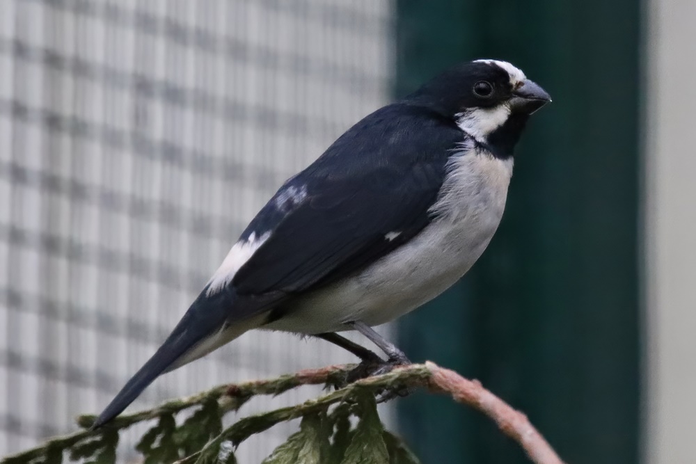 Lined seedeater (Sporophila lineola)