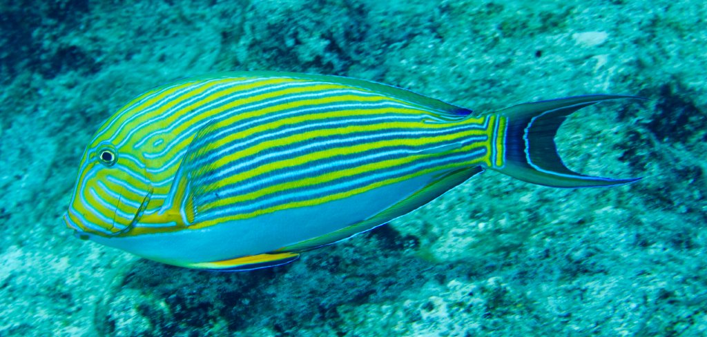 Lined Surgeonfish (Acanthurus lineatus)