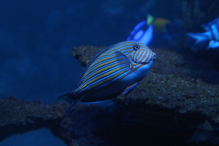 Lined surgeonfish (Acanthurus lineatus)
