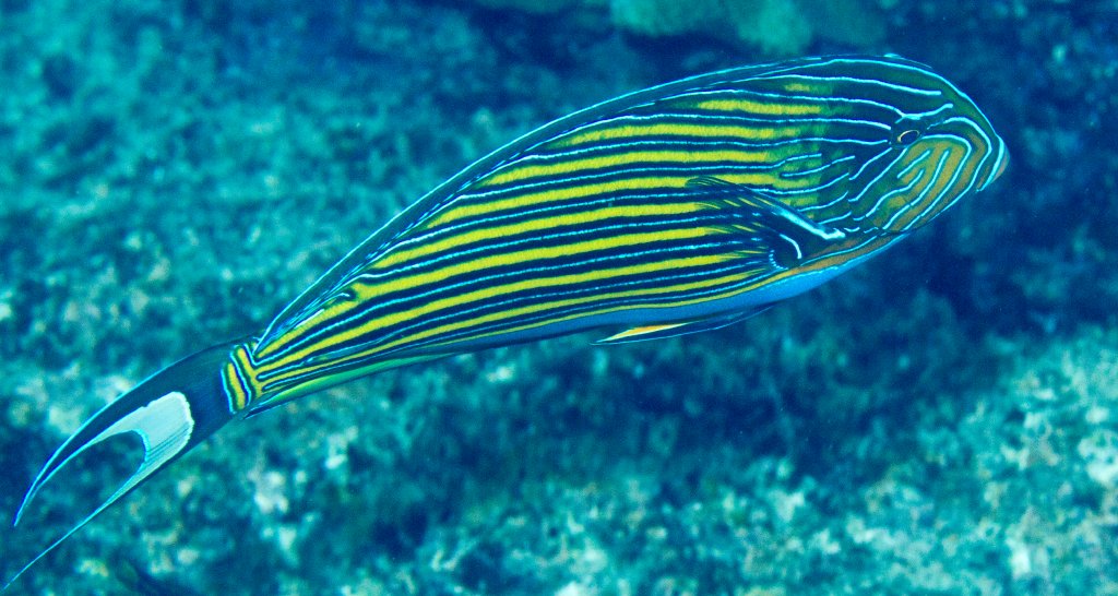 Lined Surgeonfish in display colours