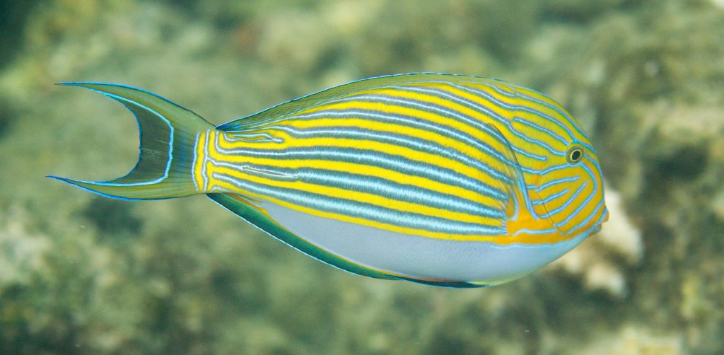 Lined Surgeonfish