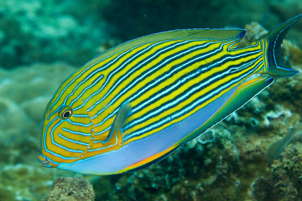 Lined Surgeonfish