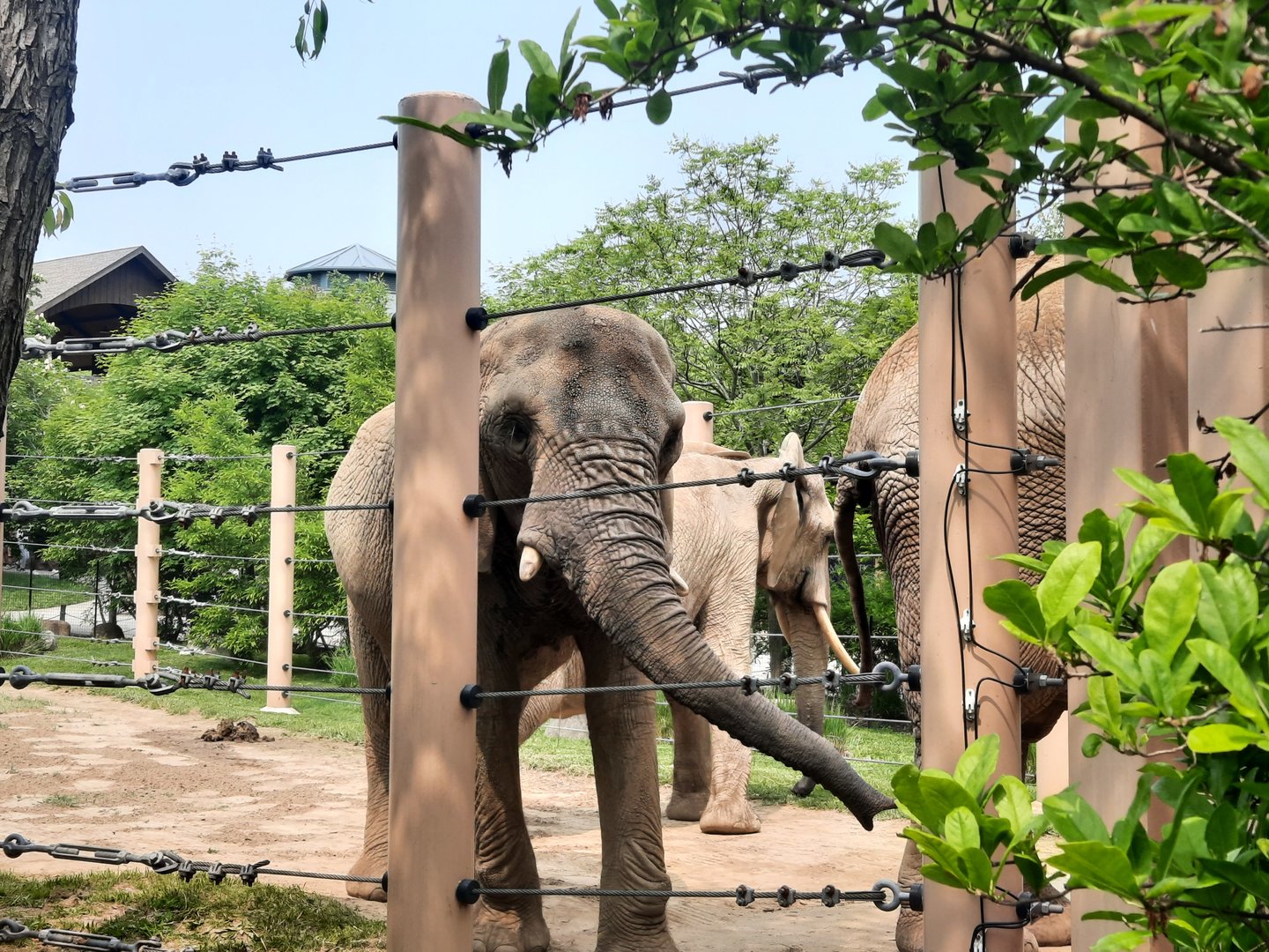 Lined up and ready to cross