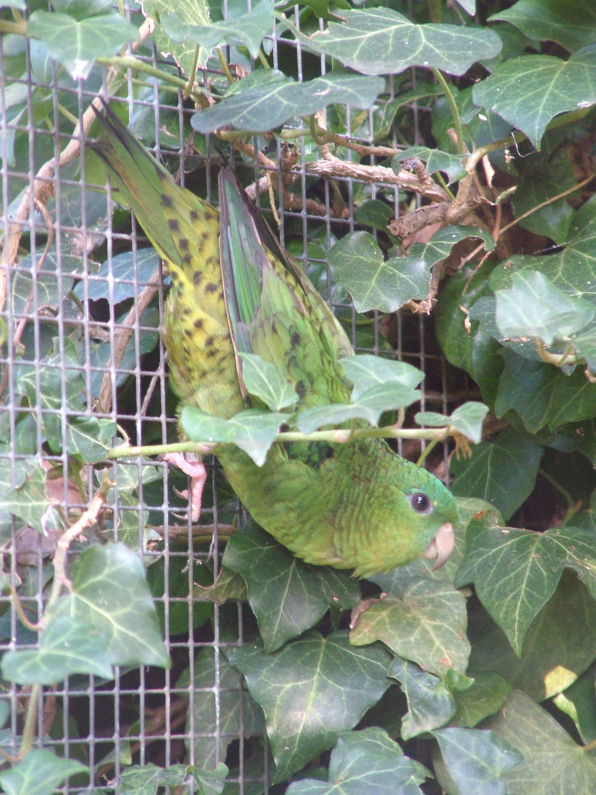 Lineolated Parakeet at Heppenheim, 05/09/10