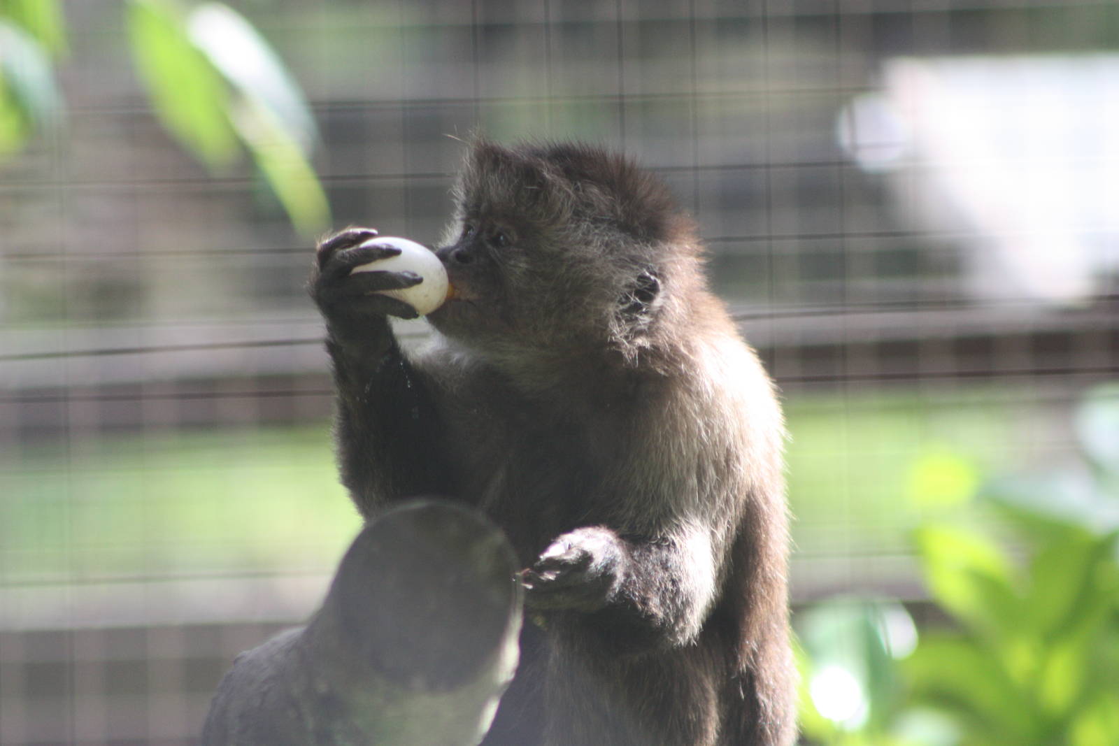 Linford enjoys an egg, 27th July 2014