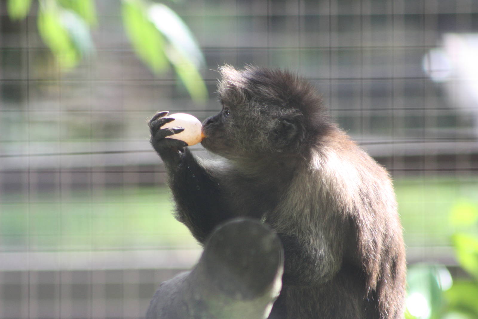 Linford enjoys an egg, 27th July 2014
