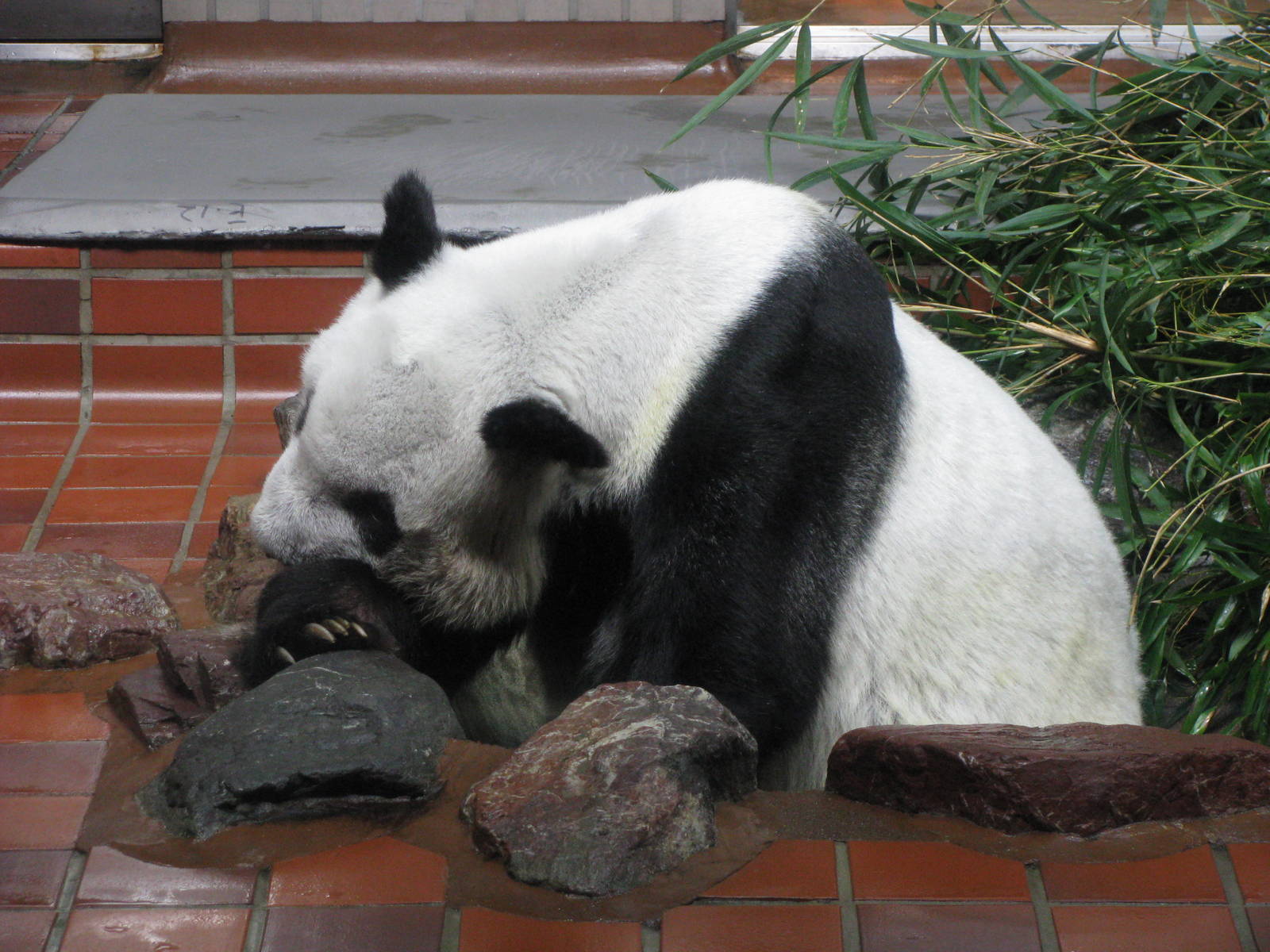 Ling Ling the Giant Panda