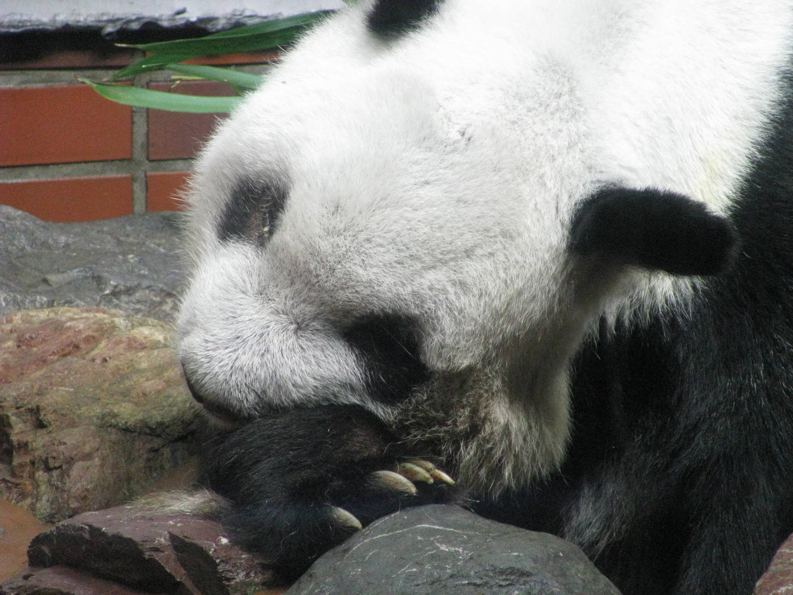 Ling Ling the Giant Panda