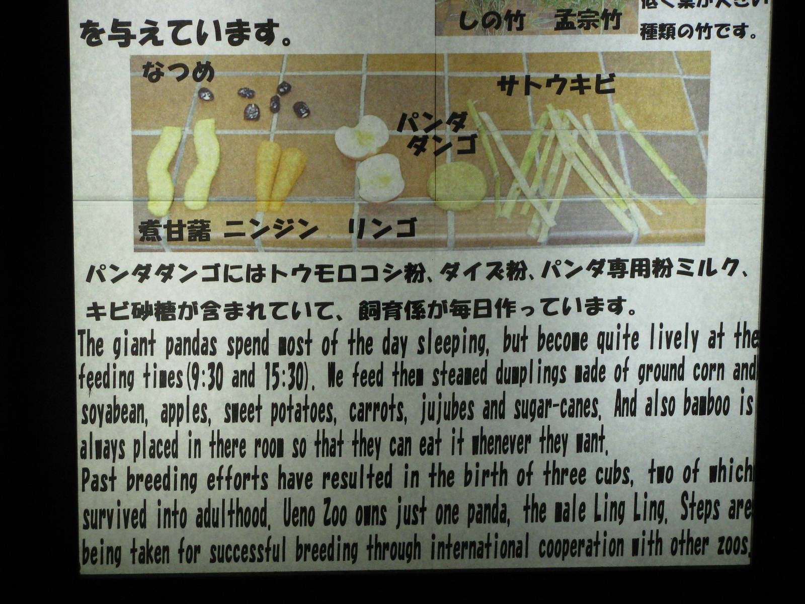 Ling Ling the Giant Panda