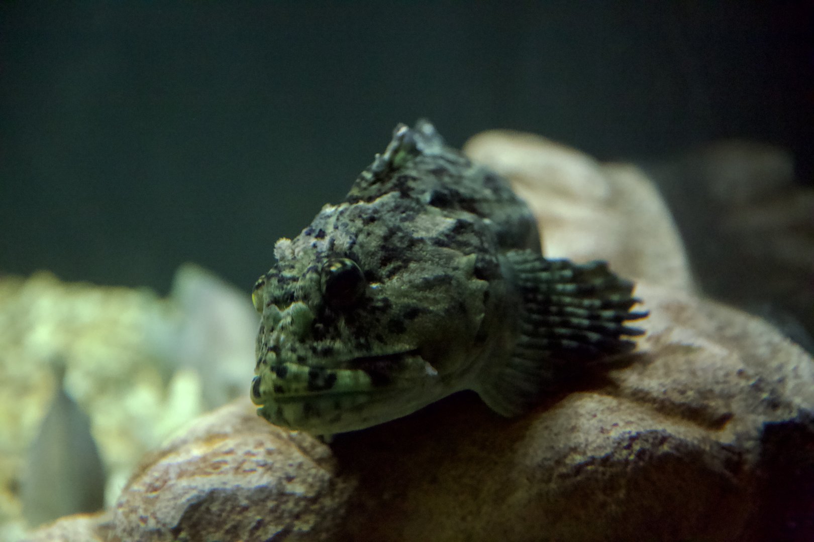 Lingcod/ Ophiodon elongatus