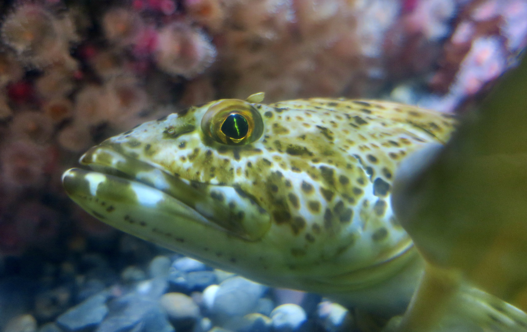Lingcod (Ophiodon elongatus)