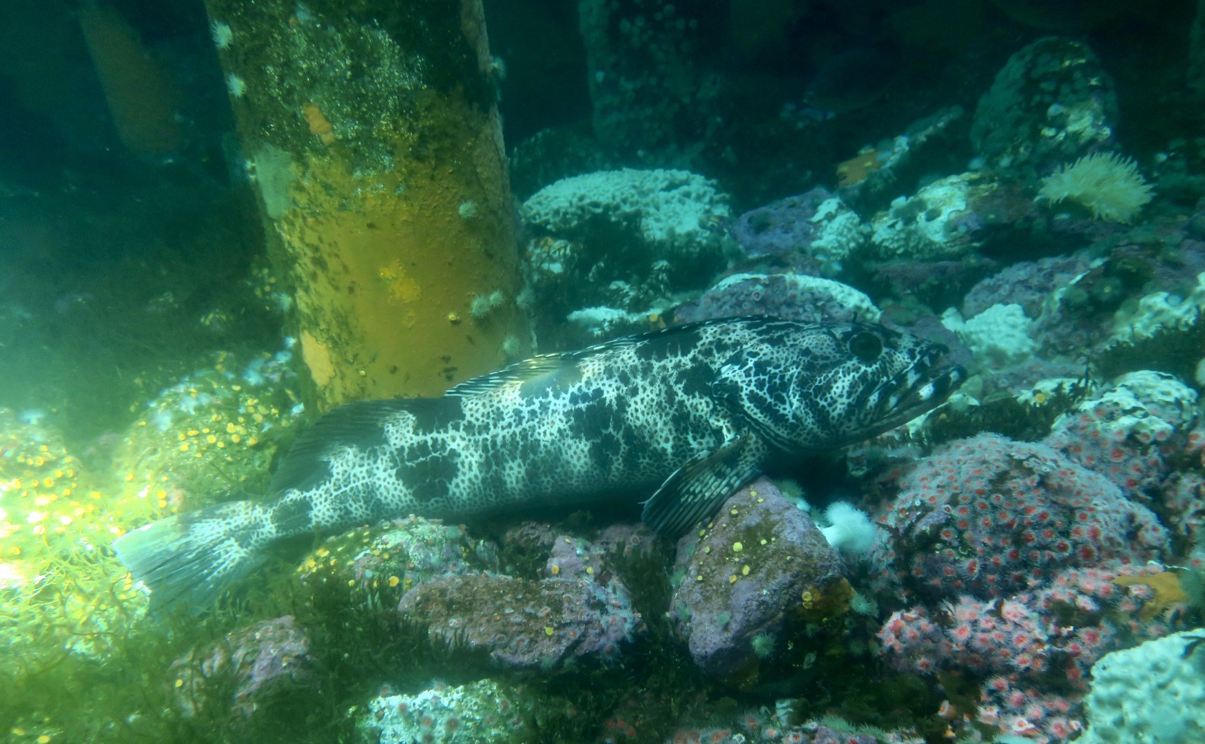 Lingcod (Ophiodon elongatus)