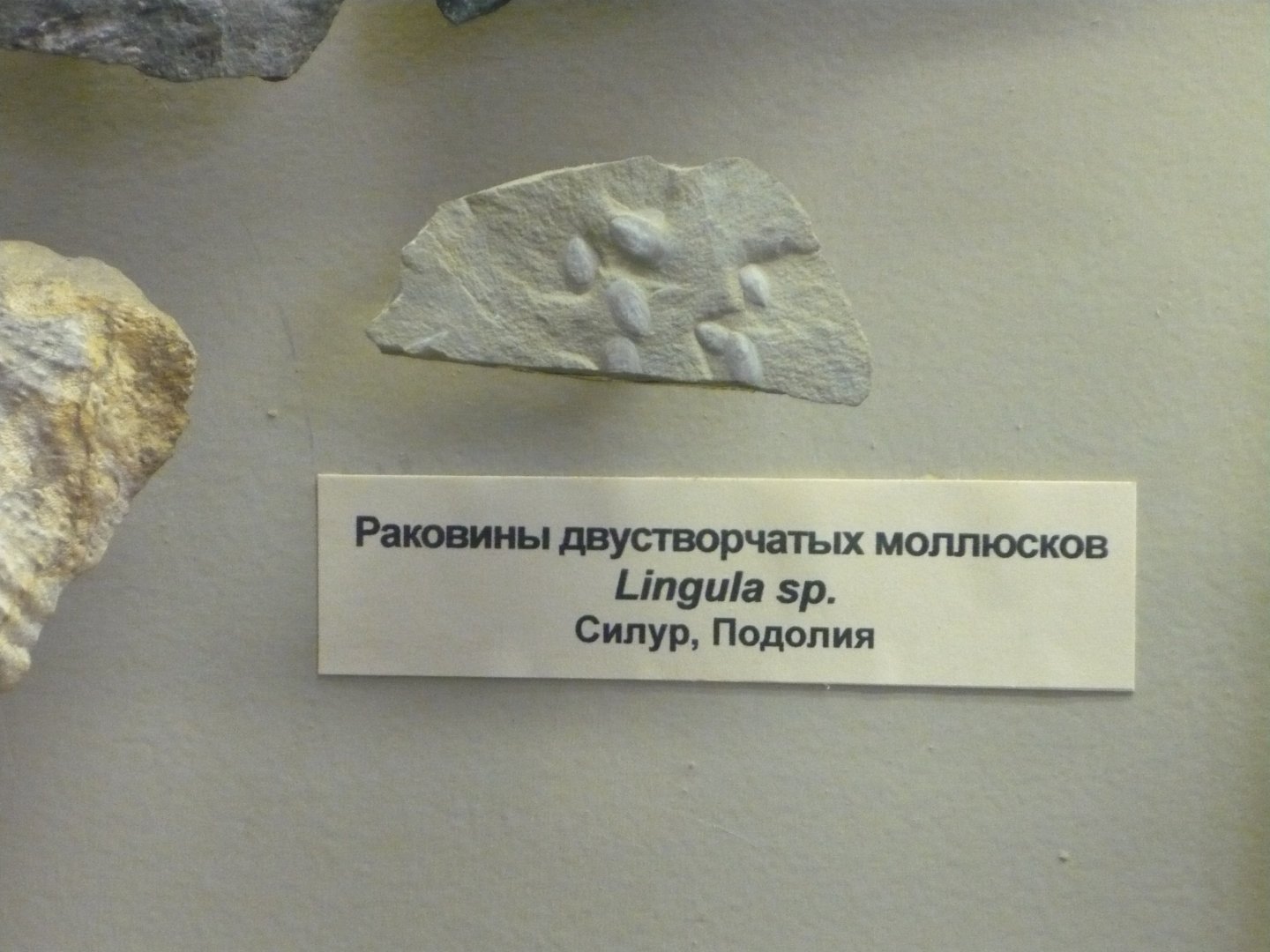 Lingula sp.