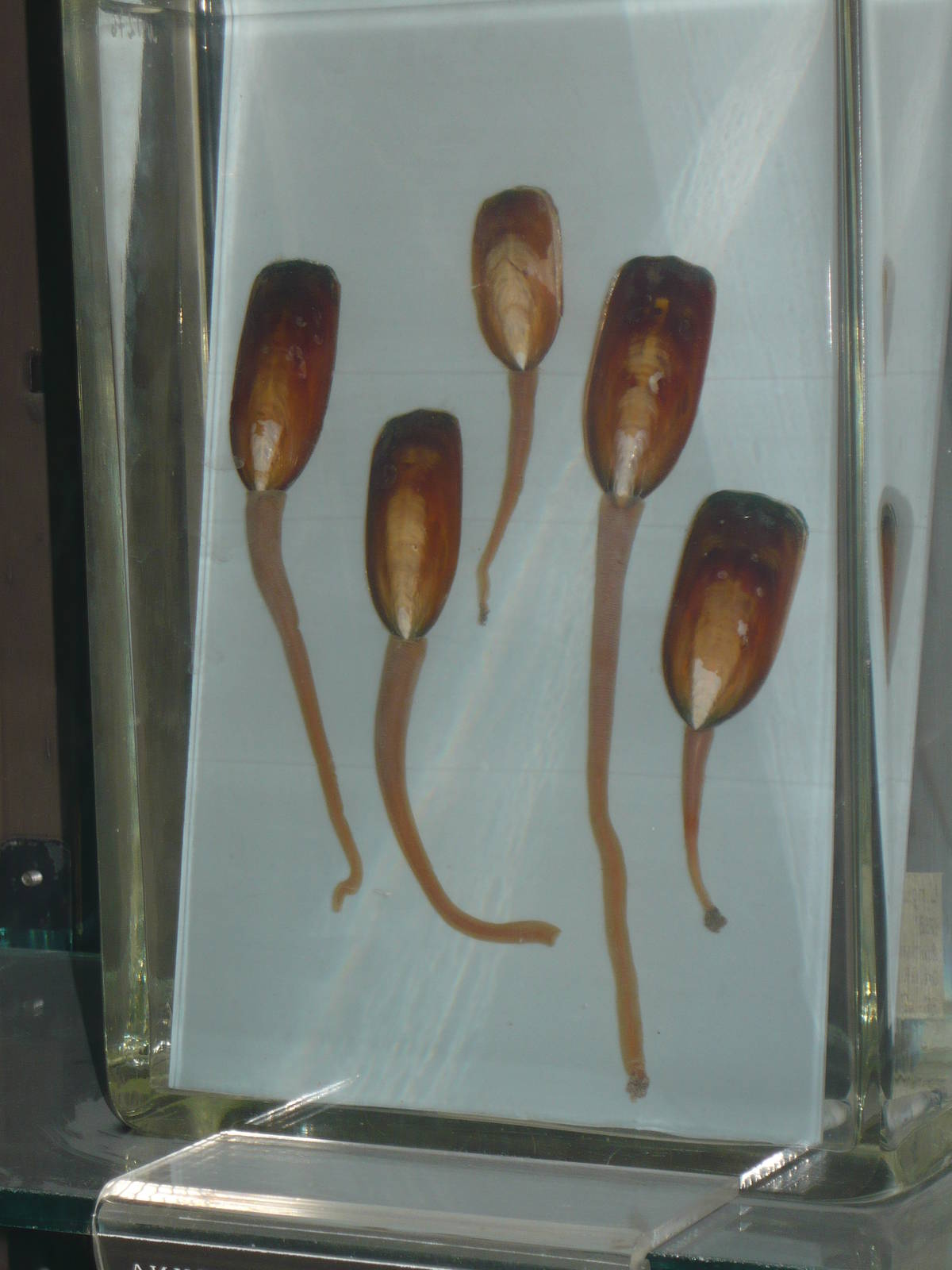 Lingula wet specimens