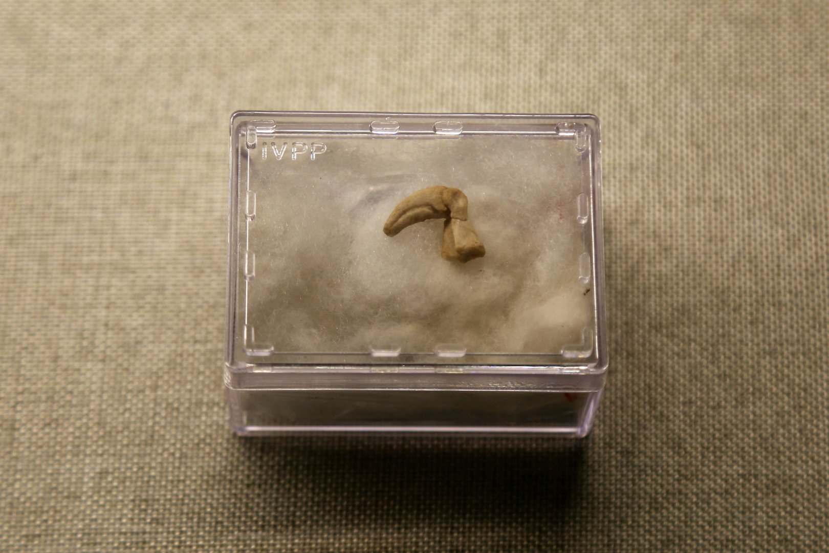 Linhenykus monodactylus Finger, Holotype (IVPP V17608)